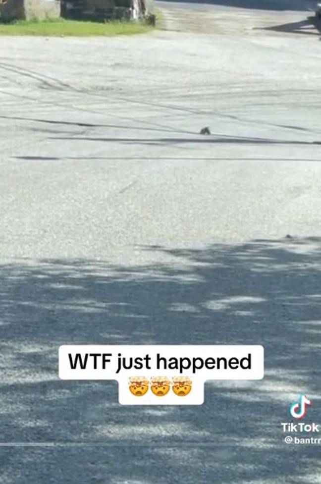 The squirrel appeared to come out of nowhere. Credit: TikTok/@bantrr
