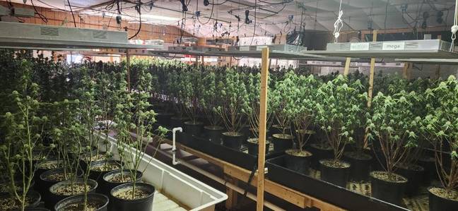 It's said there were around 2,000 plants found. Credits: Stewart County Sheriffs Office/Facebook