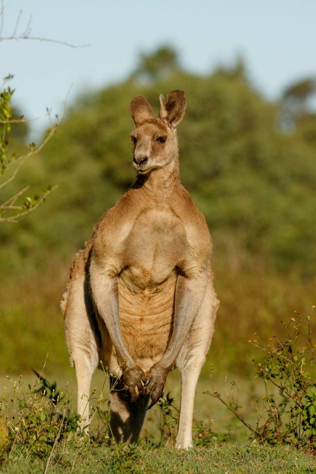 Human's 'upright stance [...] is a challenge to the male kangaroo'. Credit: ZUMA Press, Inc/ Alamy Stock Photo