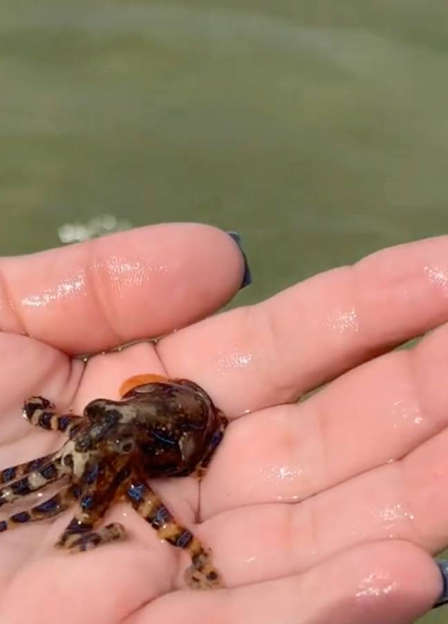 Woman picks up deadly octopus (@katapilla/TikTok)
