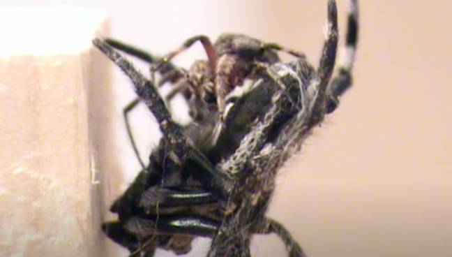 A couple of Darwin’s bark spiders getting acquainted. Credit: YouTube/EZ Lab