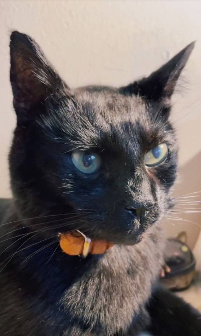 Lokicat died unexpectedly in February. Credit: TikTok/teapourn