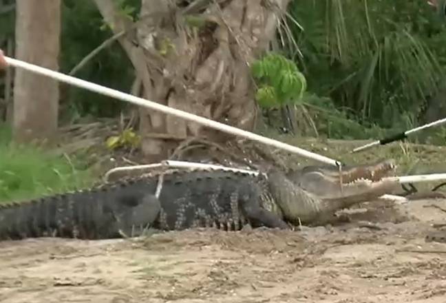 The 10 foot long alligator bit off a man's arm above the elbow after he fell into water. Credit: WPLG Local 10