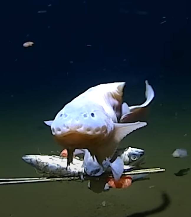 Don't expect the snailfish to win any prizes at a beauty contest. Credit: University of Western Australia