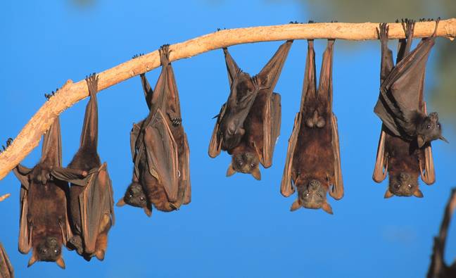 Sandi was bitten by the largest species of bat. Credit: Getty Stock Photo