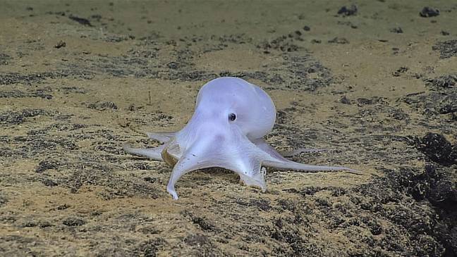 Casper was first discovered in 2016. Credit: Twitter/@oceanexplorer