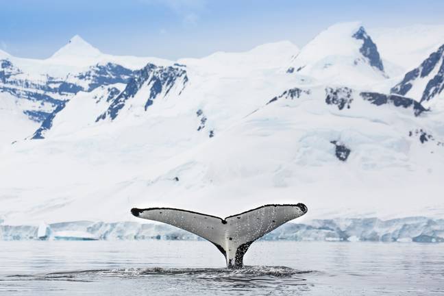 Many animals rely on the sea ice in Antarctica. Credit: Getty Stock Photo
