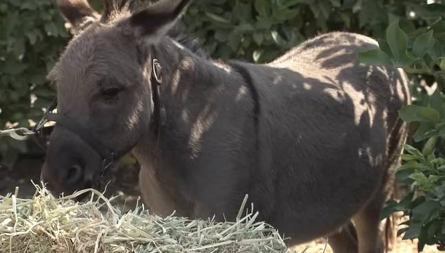 This is a picture of a donkey. Try to enjoy it for what it is and not think about what happened on Fear Factor. Credit: YouTube/Fear Factor