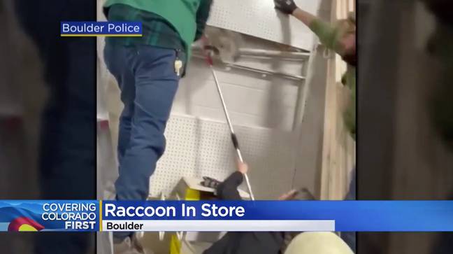 Store workers and police tried their hardest to capture the raccoon to no avail for 45 minutes. Credit: CBS Colorado