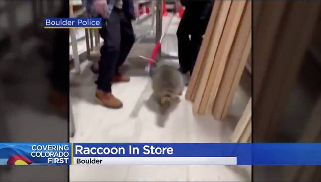 The raccoon was finally captured and safely led into a portable kennel. Credit: CBS Colorado