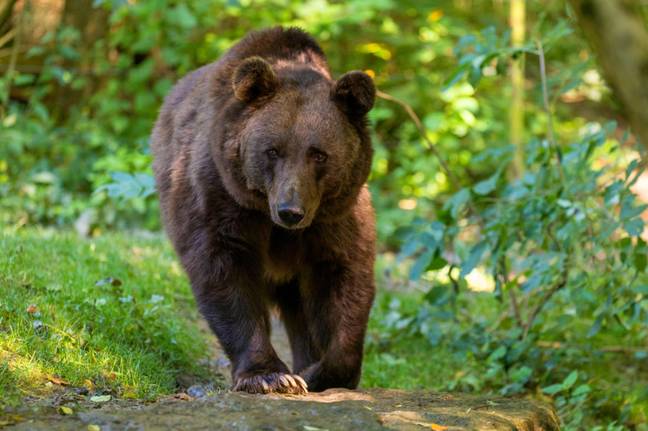 The court said it needed more information before deciding on the bear's fate. Credit: blickwinkel / Alamy Stock Photo