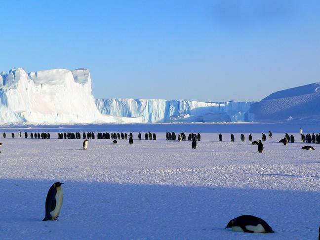 Penguins use the sea ice for breeding. Credit: Pixabay