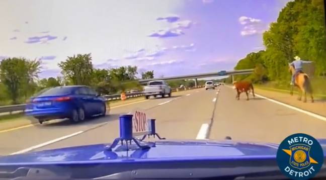 The cow managed to get onto the freeway after escaping. Credit: Michigan State Police Second District