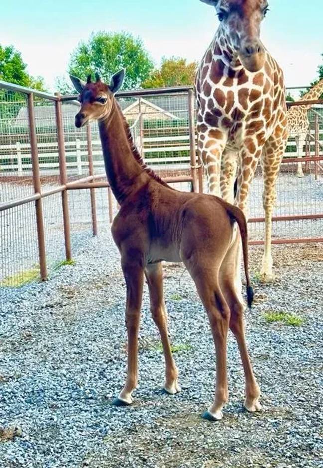 The baby giraffe stands at around six feet tall and has no spots. Credit: Brights Zoo