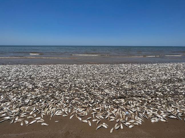 The fish washed ashore by the thousands. Credit: Facebook/Quintana Beach County Park