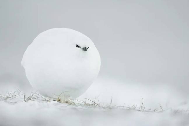 Snowball or grouse? Credits: JACQUES POULARD/THE COMEDY WILDLIFE PHOTOGRAPHY AWARDS 2023
