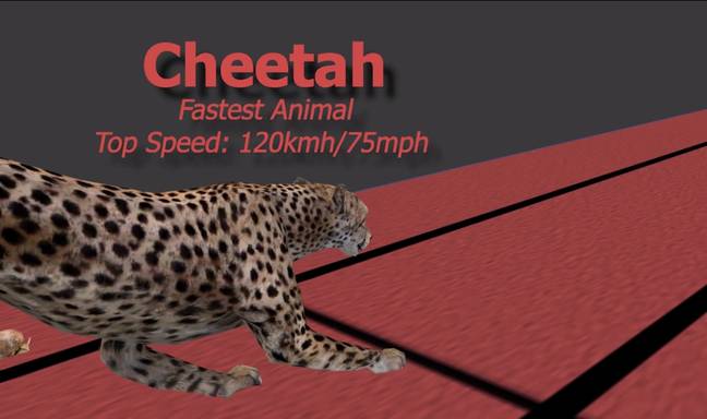 The cheetah wins hands - paws - down. Credit: Reigarw Comparisons/YouTube