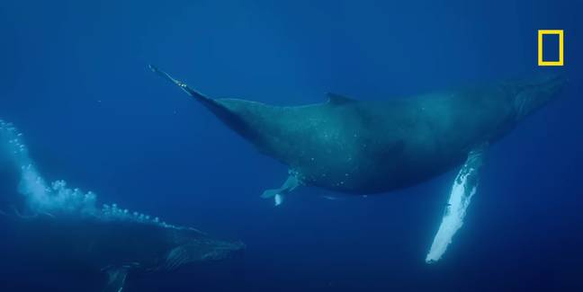 No one's ever captured a full humpback whale birth on camera before. Credit: National Geographic