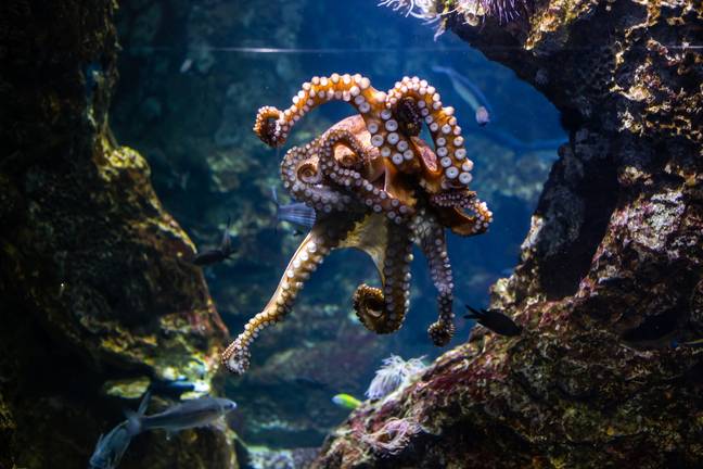 Are octopuses really 'programmed to die'? Credit: Pexels
