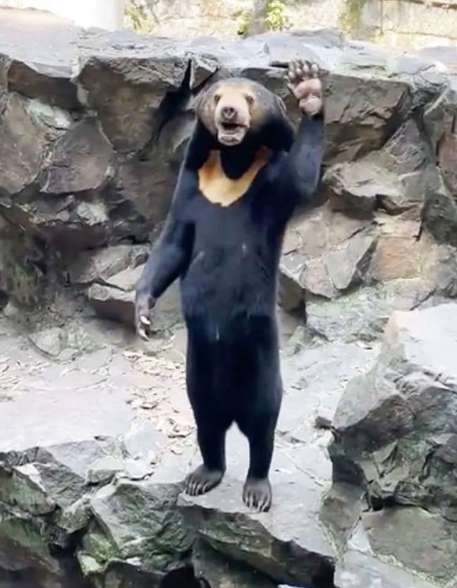 Hangzhou Zoo said people 'don't understand' the species. Credit: Twitter