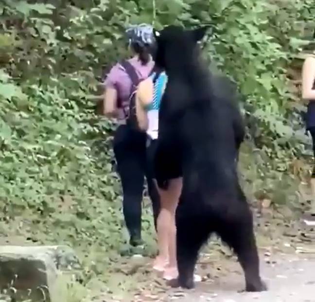 The hiker was much calmer than I would be with a bear that close. Credit: @BBCabinda/Twitter