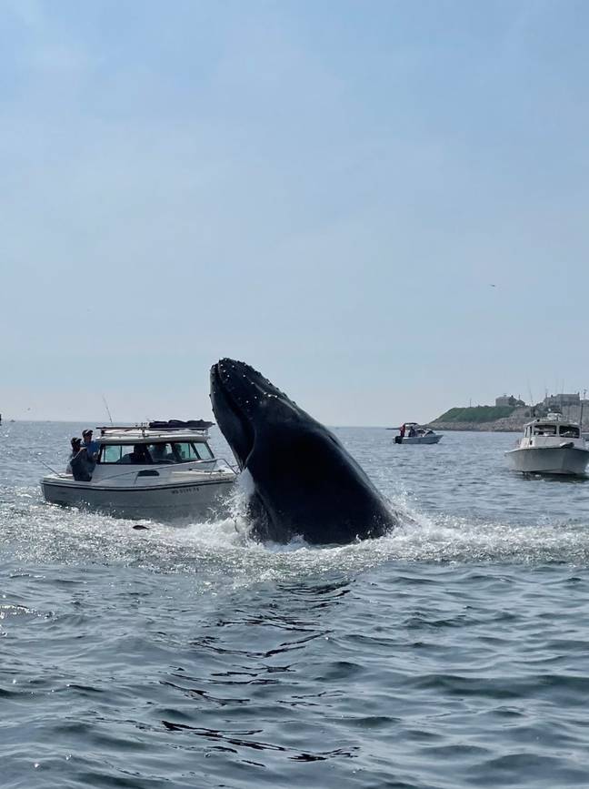 The whale breached the boat at 10am local time. Credit: NBC10 Boston