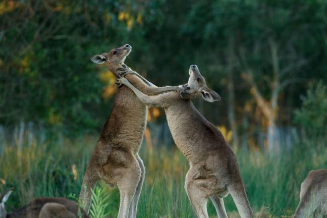 According to wildlife carer, Michelle Jones, it's currently breeding season which can make kangaroos more aggressive. Credit: ZUMA Press, Inc/ Alamy Stock Photo