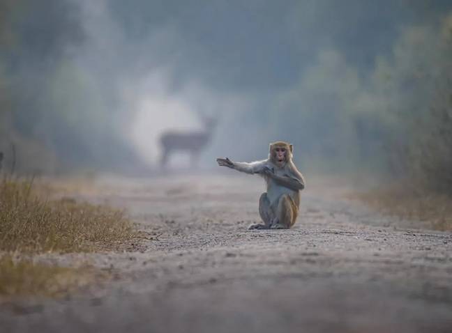 Hitch-hiking monkey. Credits:  PRATICK MONDAL/THE COMEDY WILDLIFE PHOTOGRAPHY AWARDS 2023