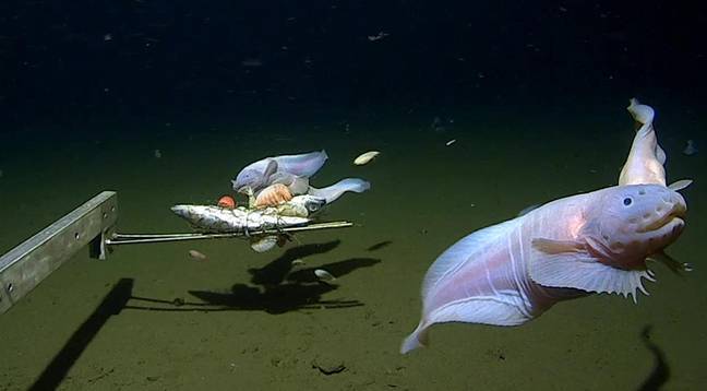 Scientists have discovered the world's deepest fish. Credit: University of Western Australia