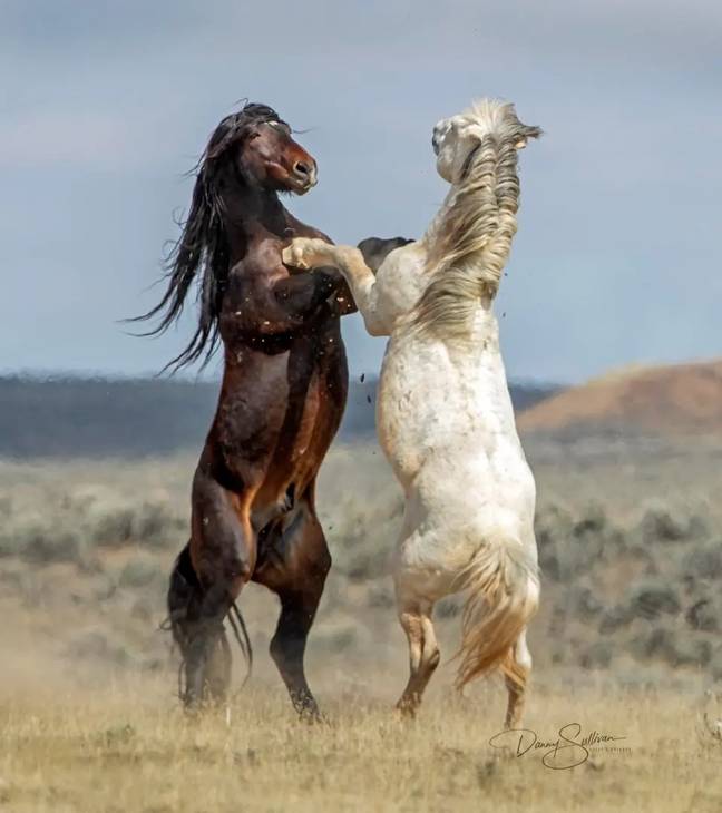 Two horses doing the Tango. Credits:  DANNY SULLIVAN/THE COMEDY WILDLIFE PHOTOGRAPHY AWARDS 2023