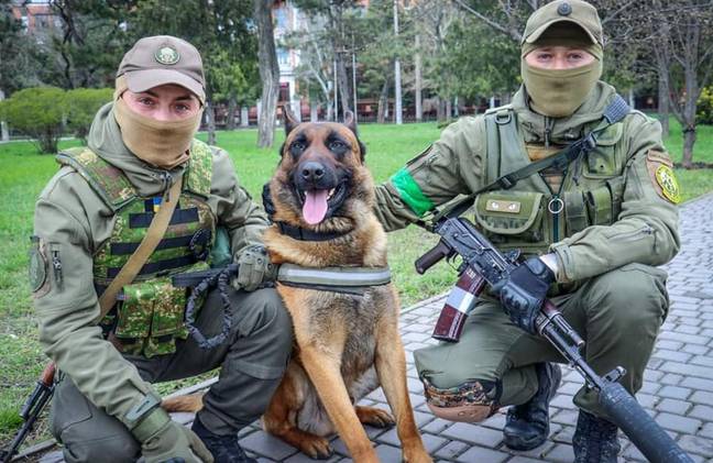 A dog abandoned by Russians has swapped sides in the war. Credit: National Guard of Ukraine/Facebook