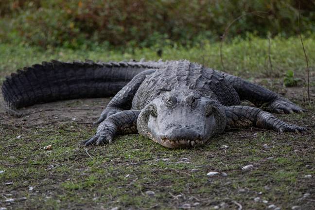 Alligators can reach speeds of 30mph on land. Credits: Gregory Sweeney/Getty Stock Image