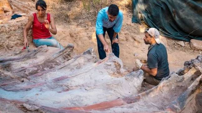 A man in Portugal discovered the skeleton of an 82ft-long dinosaur when he had construction work done on his garden. Credit:  Faculty of Sciences of the University of Lisbon, Portugal