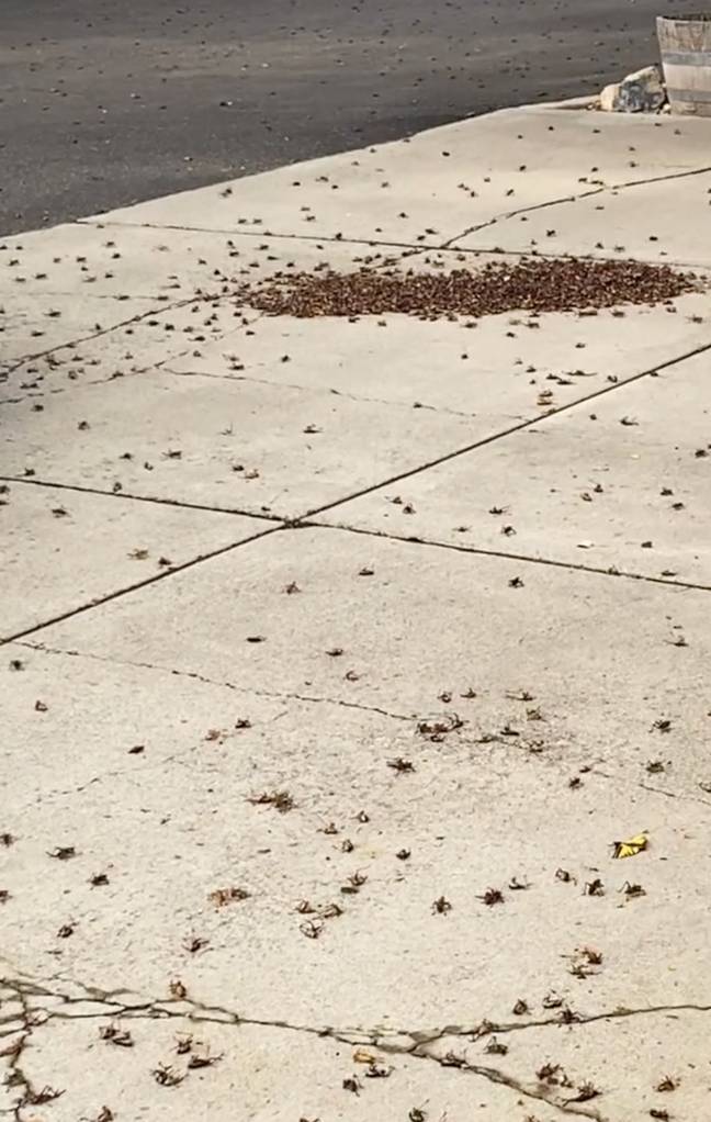 Millions of Mormon crickets have flooded the city. Credit: TikTok/@auntie_coolette