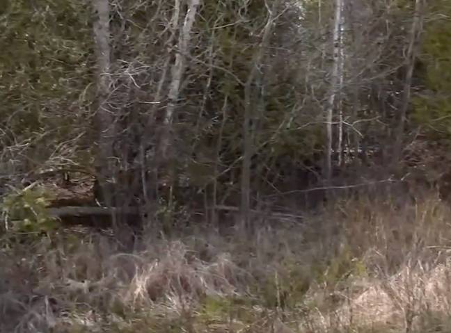 The eight-year-old girl was reportedly hunting for mushrooms. Credit: 9and10News