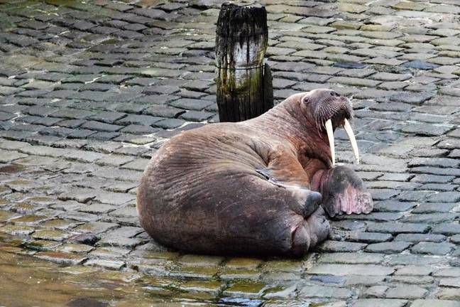 Thor the walrus suddenly showed up in Scarborough harbour. Credit: PA/Handout