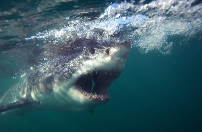 Randy Fry was diving off the coast of California when a shark suddenly appeared out of nowhere. Credit: Getty Images/Stock Photo