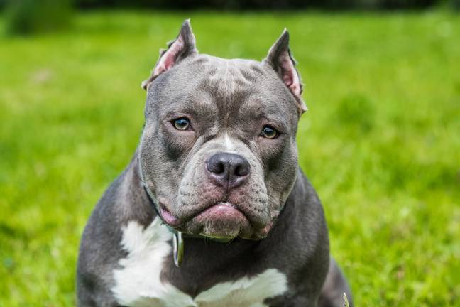 XL American bully dogs could be banned in the UK. Credit: Getty