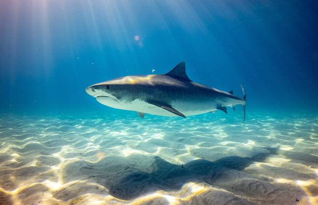The shark species involved in the attack has been reported to have been a tiger shark. Credit: Unsplash/Gerald Schömbs