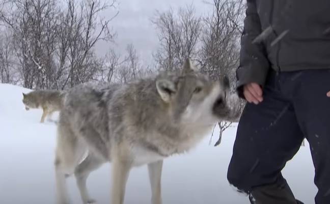 One of the wolves decided to show him who's boss. Credit: BBC