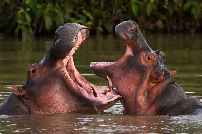 Some hippos will be sterilised and others moved but many experts have been calling for the herd to be culled and that appears to be the plan. Credit: RAUL ARBOLEDA/AFP via Getty Images