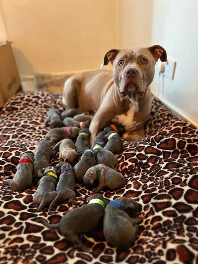 Jamie's dog recently gave birth to 18 puppies. Credits: Handout