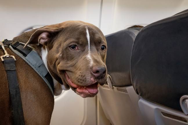 The 'snorting, farting' dog, not pictured, was not the idea passenger for the couple to spend 13 hours sat next to. Credit: benedek/Getty