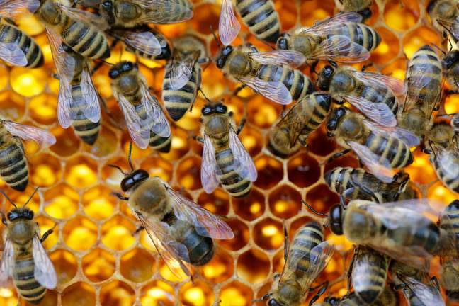 Bees, glorious bees. Credit: blickwinkel / Alamy 