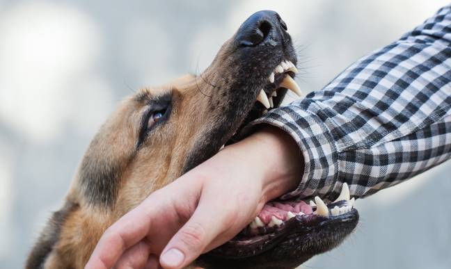 Dog bites hurt, but there's a way to stop them from being fatal. Credit: Getty Stock Image
