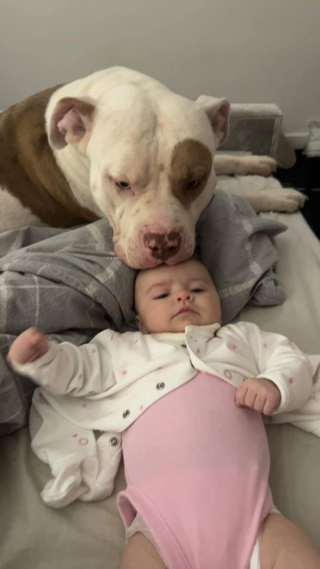 One mum has hit out against the XL bully ban after revealing she lets her dog lick her daughter's face. Credit: Facebook/Samantha Wood