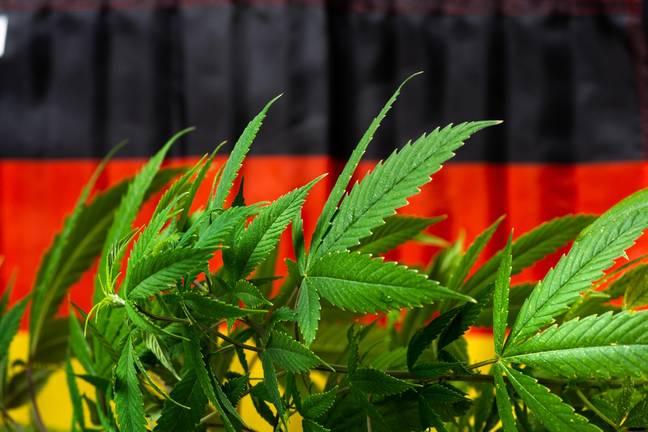 Germany is currently looking at changing the laws on cannabis. Credit: Aleksandar Tomic / Alamy Stock Photo