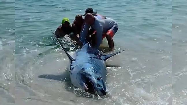 As you can see, it was a large shark. Credit: Storyful
