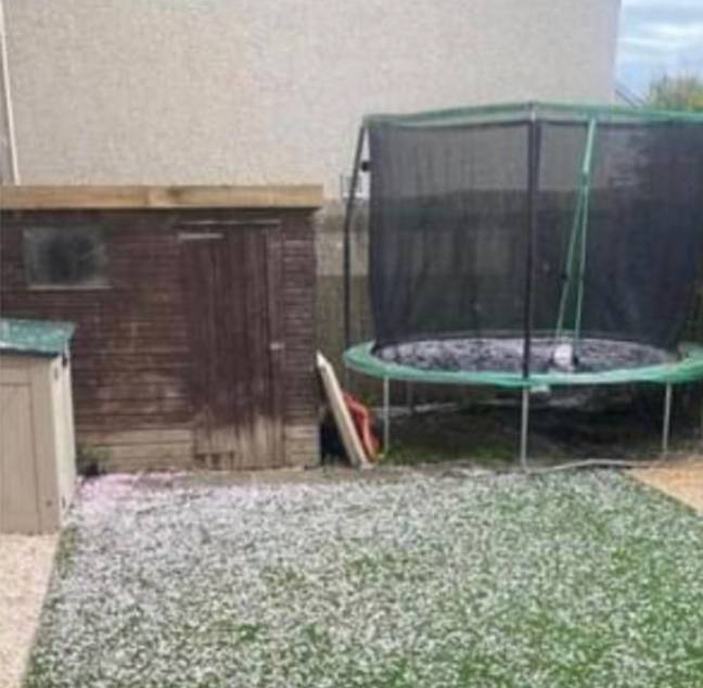 A homeowner's neighbour's blossom tree has angered her for leaving petals all over her astroturf. Credit: @L3GSV/ Twitter