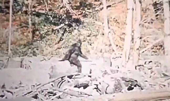 The footage of Bigfoot was originally shot in 1967. Credit: Twitter/@rowancheung
